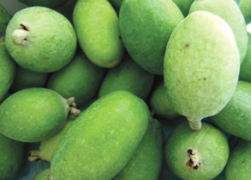 La Feijoa de Tibasosa